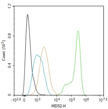 MEIS2 Recombinant Rabbit Monoclonal Antibody