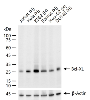Bcl-XL Recombinant Rabbit Monoclonal Antibody