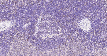 Caspase-3 Recombinant Rabbit Monoclonal Antibody