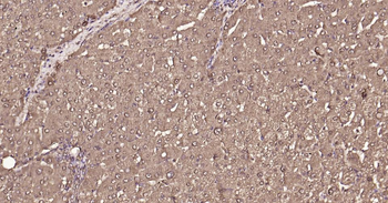 Arginase 1 Mouse Monoclonal Antibody