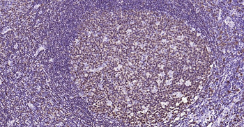 BOB1 Mouse Monoclonal Antibody