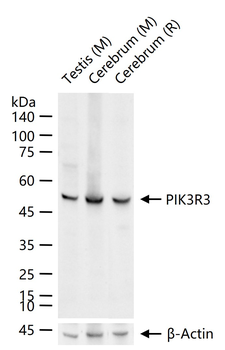 PIK3R3 Recombinant Rabbit Monoclonal Antibody