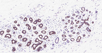 Tau-4 Mouse Monoclonal Antibody