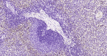 Tau-4 Mouse Monoclonal Antibody