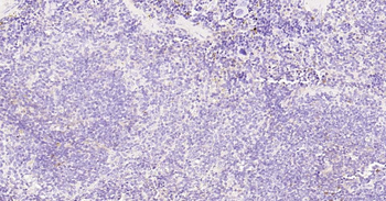 Tau-4 Mouse Monoclonal Antibody