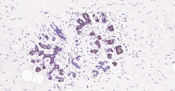 Tau-4 Mouse Monoclonal Antibody