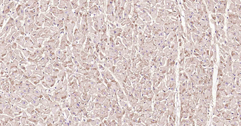 ATP1B1 Recombinant Rabbit Monoclonal Antibody