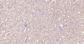 ATP1B1 Recombinant Rabbit Monoclonal Antibody