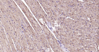 ATP1B1 Recombinant Rabbit Monoclonal Antibody