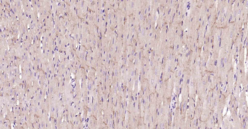 ATP1B1 Recombinant Rabbit Monoclonal Antibody