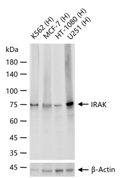 IRAK Recombinant Rabbit Monoclonal Antibody