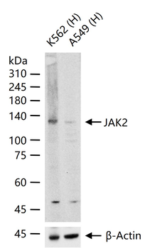 JAK2 Recombinant Rabbit Monoclonal Antibody
