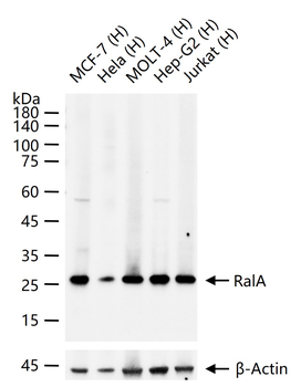 RalA Recombinant Rabbit Monoclonal Antibody