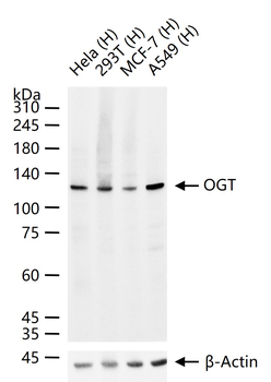 OGT Recombinant Rabbit Monoclonal Antibody