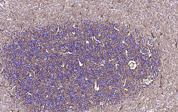 AQP4 Recombinant Rabbit Monoclonal Antibody