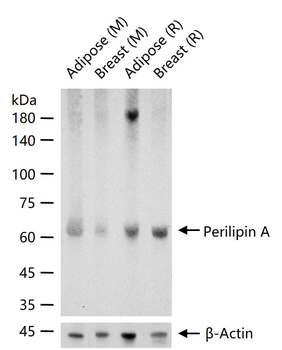 Perilipin A Recombinant Rabbit Monoclonal Antibody