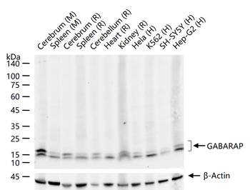 GABARAP Recombinant Rabbit Monoclonal Antibody