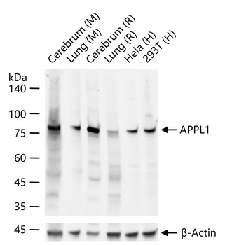 APPL1 Recombinant Rabbit Monoclonal Antibody