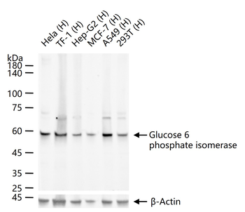 Glucose 6 phosphate isomerase Recombinant Rabbit Monoclonal Antibody