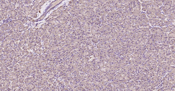 Glucose 6 phosphate isomerase Recombinant Rabbit Monoclonal Antibody