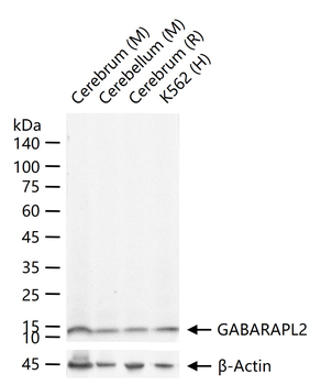 GABARAPL2 Recombinant Rabbit Monoclonal Antibody