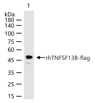 Flag Tag Recombinant Rabbit Monoclonal Antibody
