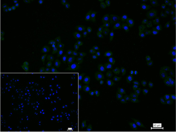 HUPF1 Recombinant Rabbit Monoclonal Antibody