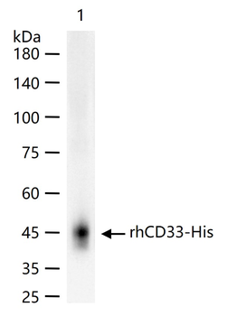 CD33 Rabbit Polyclonal Antibody