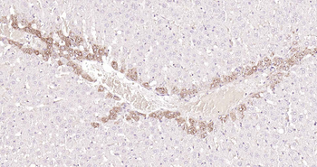 Glutamine synthetase Rabbit Polyclonal Antibody