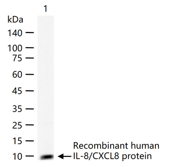 IL-8/CXCL8 Rabbit Polyclonal Antibody