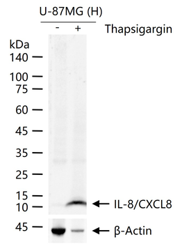 IL-8/CXCL8 Rabbit Polyclonal Antibody