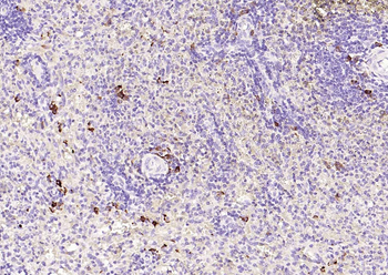 CD80 Mouse Monoclonal Antibody