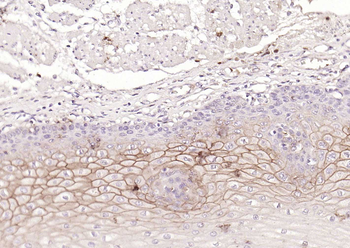 CD138 Recombinant Rabbit Monoclonal Antibody