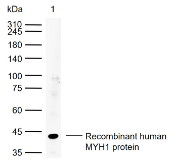 MYH1 Rabbit Polyclonal Antibody