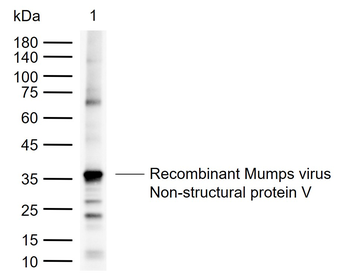 Mumps virus Non-structural protein V Rabbit Polyclonal Antibody