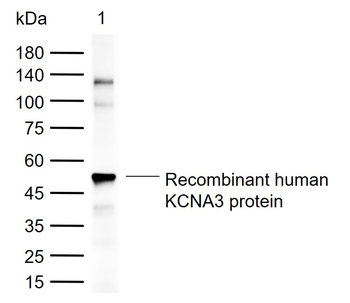 KCNA3 Rabbit Polyclonal Antibody