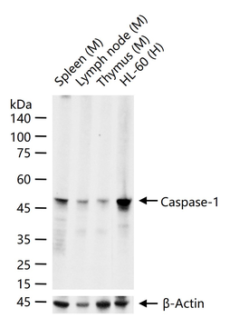 Caspase-1 Recombinant Rabbit Monoclonal Antibody