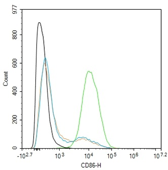 CD86 Recombinant Rabbit Monoclonal Antibody