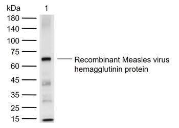 MeV H Rabbit Polyclonal Antibody