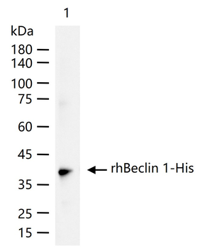 Beclin 1 Recombinant Rabbit Monoclonal Antibody