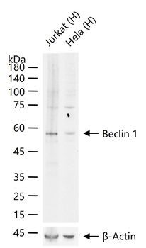 Beclin 1 Recombinant Rabbit Monoclonal Antibody