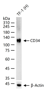 CD34 Recombinant Rabbit Monoclonal Antibody