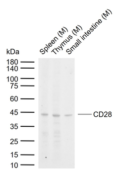 CD28 Rabbit Polyclonal Antibody