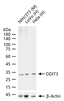 DDIT3 Recombinant Rabbit Monoclonal Antibody