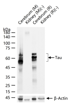 Tau Recombinant Rabbit Monoclonal Antibody