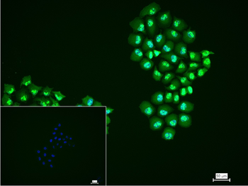 Ki67 Recombinant Rabbit Monoclonal Antibody