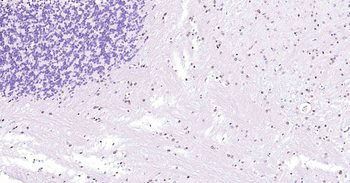 SOX10 Recombinant Rabbit Monoclonal Antibody