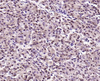 Phospho-RAD9 (Ser336) Rabbit Polyclonal Antibody