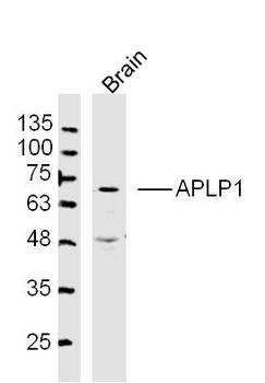 APLP1 Rabbit Polyclonal Antibody
