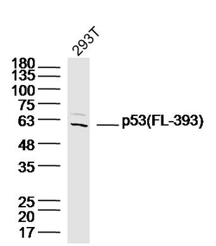 P53 (FL-393) Rabbit Polyclonal Antibody